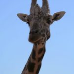 Both female and male giraffes have horns that are covered in skin