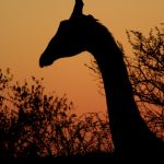 Both female and male giraffes have horns that are called 'ossicones covered in skin