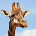 Giraffes are born with their horns
