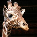 Giraffes are born with their horns called 'ossicones'