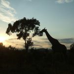 Giraffe is born with its horns called 'ossicones'