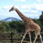 A giraffe is born with its horns called 'ossicones'