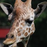 The giraffe is born with its horns called 'ossicones'