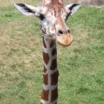Many people first believed that giraffe was a cross between a camel and a leopard