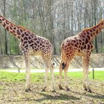 The giraffe is born with its horns that are formed from ossified cartilage