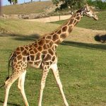 A giraffe is born with its horns that are formed from ossified cartilage