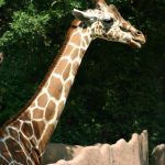 Giraffes are born with their horns that are formed from ossified cartilage