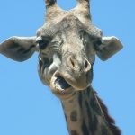 Giraffes are born with their ossicorns that are formed from ossified cartilage