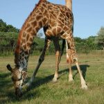 Giraffe is born with its ossicorns that are formed from ossified cartilage