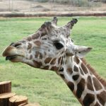 The giraffe is born with its ossicorns that are formed from ossified cartilage