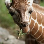 The giraffe is born with its horns known as 'ossicorns' that are formed from ossified cartilage and covered in skin