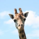 Many people believed that giraffe was a cross between a camel and a leopard