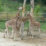 A giraffe is born with its horns known as 'ossicorns' that are formed from ossified cartilage and covered in skin