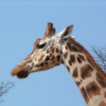 Giraffes are born with their horns that lie flat