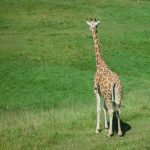 Giraffe is born with its horns that lie flat