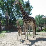 A giraffe is born with its horns that lie flat