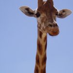 The giraffe is born with its horns that lie flat