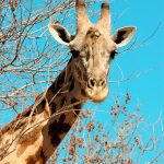 The giraffe is born with its horns but lie flat
