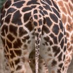 A giraffe is born with its horns but lie flat