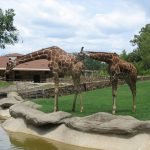 Giraffe is born with its horns but lie flat