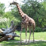 Many people first believed that a giraffe was a cross between a camel and a leopard