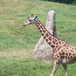 A giraffe is born with its horns but they lie flat
