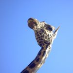 The giraffe is born with its horns but they kind of lie flat