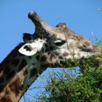 The giraffe is born with its horns but are not attached to the skull