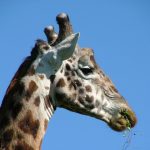 Giraffes are born with their horns but are not attached to the skull