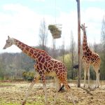 Many people first believed that giraffe was a cross between a camel and a leopard