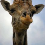 Giraffes are born with their ossicorns but are not attached to the skull