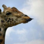 The giraffe is born with its ossicorns but are not attached to the skull