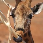 A giraffe is born with its ossicorns but are not attached to the skull