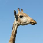 A giraffe is born with its horns called 'ossicorns' but are not attached to the skull