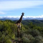 The giraffe is born with its horns called 'ossicorns' but are not attached to the skull