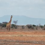 Giraffes are born with their horns called 'ossicorns' but are not attached to the skull