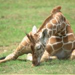 Giraffes are born with their horns known as 'ossicorns' but are not attached to the skull