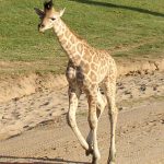 The giraffes are born with their horns known as 'ossicorns' but are not attached to the skull