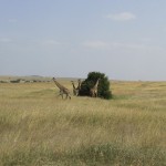 Giraffes belong to the Giraffa genus