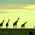 The giraffe and okapi have seven cervical vertebrae.