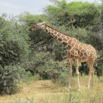 Giraffe's lips, palate and tongue are tough enough to even deal with sharp thorns in trees