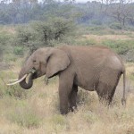 Elephants do not digest much of the food