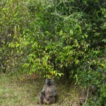 Kenya has built a reputation as East Africa's number one safari destination