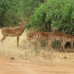 The Grant's gazelle can be seen in northern Tanzania, South Sudan and Ethiopia, the Kenyan coast and Lake Victoria