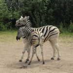 The predators of a zebra cannot see well at a distance