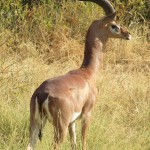 The Greater kudu gazelle is a woodland antelope