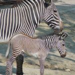 A group of zebras standing or moving together appear as one mass of flickering stripes to the predators making it more difficult for them to pick out a target