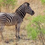 Mountain zebra belongs to the subgenus Hippotigris