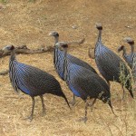 Guinea fowls belong to the Galliformes order