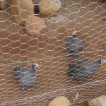 Guinea fowls are endemic to Africa